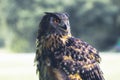 Grey owl wisdom symbol Royalty Free Stock Photo