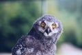 Grey owl wisdom symbol Royalty Free Stock Photo