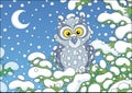 Owl perched on a snowy fir Royalty Free Stock Photo