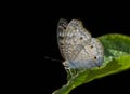 Grey pancy butterfly  on black background Royalty Free Stock Photo