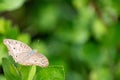 Grey pansy butterfly perched on causonis trifolia leaf. Junonia atlites butterflies Royalty Free Stock Photo