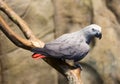 Grey parrot.