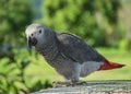 Grey Parrot or African grey parrot Royalty Free Stock Photo