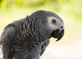Grey Parrot or African grey parrot Royalty Free Stock Photo