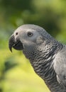 Grey Parrot or African grey parrot Royalty Free Stock Photo