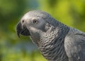 Grey Parrot or African grey parrot Royalty Free Stock Photo