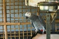 Grey parrot beautiful not caged Royalty Free Stock Photo