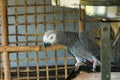 Grey parrot beautiful not caged Royalty Free Stock Photo