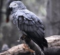 The Grey Parrot