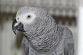 Grey parrot Jacko posing, he is a beautiful model, very nice bird Royalty Free Stock Photo