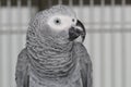 Grey parrot Jacko posing, he is a beautiful model, very nice bird Royalty Free Stock Photo
