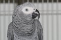 Grey parrot Jacko posing, he is a beautiful model, very nice bird