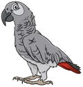 Grey parrot bird animal character cartoon illustration Royalty Free Stock Photo