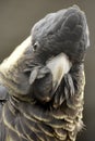 Grey parrot head Royalty Free Stock Photo