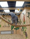 Grey parrot Jacko Royalty Free Stock Photo