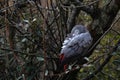 Grey parrot, in Latin called psirttacus erithacus, sitting in the tree crown sleeping. Royalty Free Stock Photo