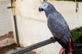 Grey parrot - psittacus erithacus - image - photo