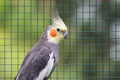 Grey parrot - Nymphicus hollandicus.