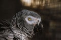 Grey parrot perched on top of a metal chain link fence Royalty Free Stock Photo