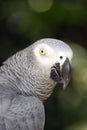 The grey parrot Psittacus erithacus, also known as the Congo grey parrot or African grey parrot, portrait with green background Royalty Free Stock Photo