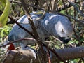 Grey parrot Psittacus erithacus, Congo African grey parrot, Le Gris du Gabon, Perroquet jaco, il pappagallo cenerino Royalty Free Stock Photo