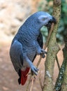 Grey parrot wildlife colored bird