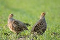 Grey partridge