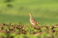 Grey partridge on agricultural field Royalty Free Stock Photo