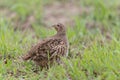 Grey partridge Royalty Free Stock Photo