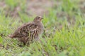 Grey partridge