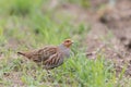 Grey Partridge Royalty Free Stock Photo