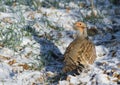 Grey partridge Royalty Free Stock Photo