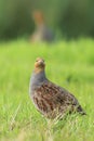 Grey partridge Perdix perdix, foraging Royalty Free Stock Photo
