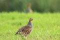 Grey partridge Perdix perdix, foraging Royalty Free Stock Photo