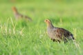 Grey partridge Perdix perdix, foraging Royalty Free Stock Photo