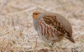 Grey Partridge - Perdix perdix