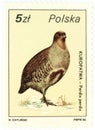 Grey partridge perdix perdix - old Polish stamp