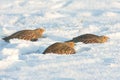 The Grey Partridge (Perdix perdix)