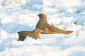 The Grey Partridge (Perdix perdix)