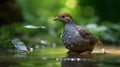 Grey Partridge bathing in the river