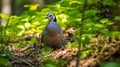 Partridge Gray is walking in search of food