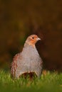 Grey partridge, Perdix perdix, bird sitting in the green grass. Animal in the nature meadow habitat. Detail portrait of Grey Royalty Free Stock Photo