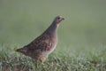 Grey partridge, Perdix perdix