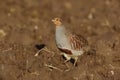 Grey partridge, Perdix perdix