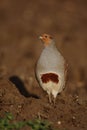 Grey partridge, Perdix perdix