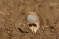 Grey partridge, Perdix perdix