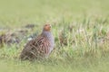 Grey partridge Perdix perdix sphagnetorum Royalty Free Stock Photo