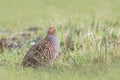 Grey partridge Perdix perdix sphagnetorum