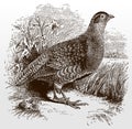Grey partridge, perdix in side view standing in a landscape