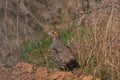 Grey partridge, Perdix perdix, single bird on grass